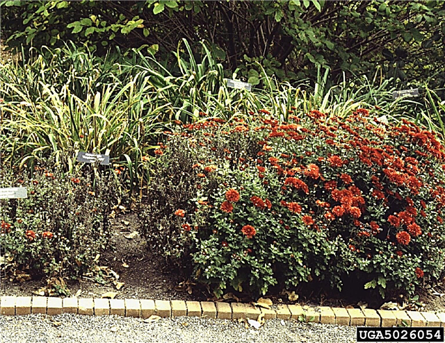 Tratarea nematozilor foliari pe mămici - Aflați mai multe despre Nematode foliare Crizantema