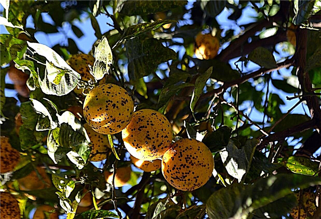 Sykdommer i appelsintrær: Hvordan behandle et syke appelsintre