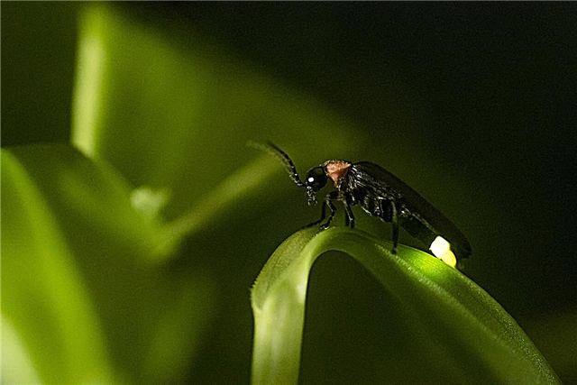害虫駆除としてのホタル–どのようにホタルは庭に有益ですか