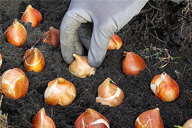 Richtlinien für die Pflanzentiefe von Zwiebeln: Wie tief sollte ich Zwiebeln pflanzen?