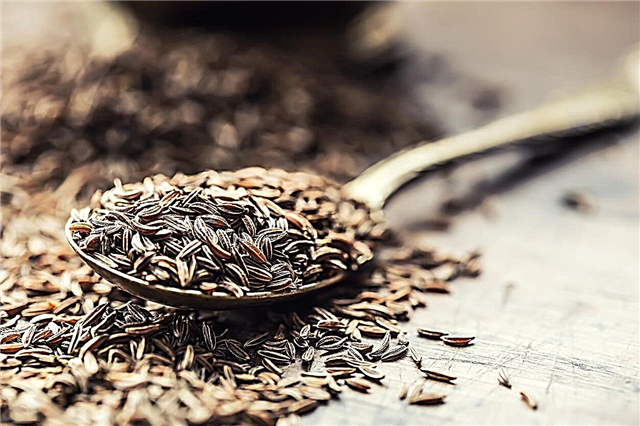 Armazenamento de alcaravia: Aprenda a secar sementes de alcaravia