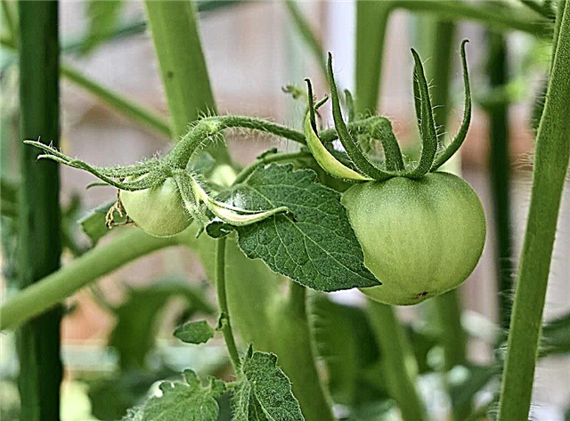 Hüpoteegi tõstja tomatite hooldus - hüpoteegi tõstjate tomatite kasvatamine