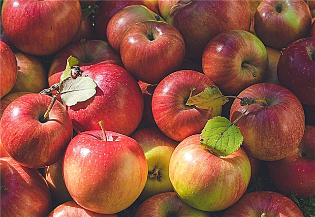Datos de la feria estatal de manzana: ¿Qué es un árbol de manzana estatal justa?