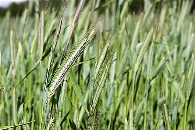 Cereal Rye-informatie: leer hoe u roggekorrel thuis kunt laten groeien