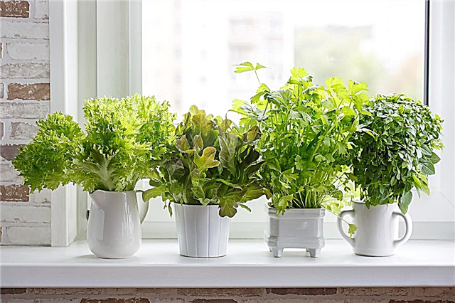 Iniciante Windowsill Garden: Aprenda sobre o cultivo de plantas em um Windowsill