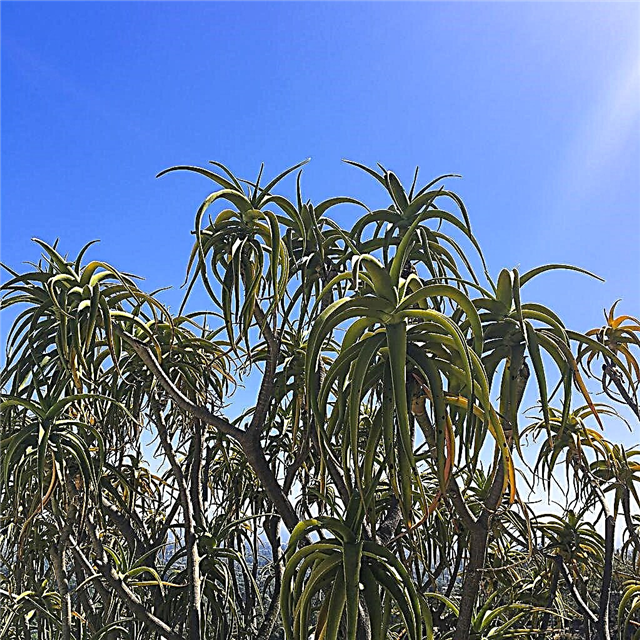 Tree Aloe Info: En savoir plus sur la culture d'un arbre d'aloès