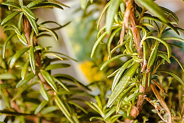 Rosemary Disease Control - Como tratar plantas doentes de alecrim