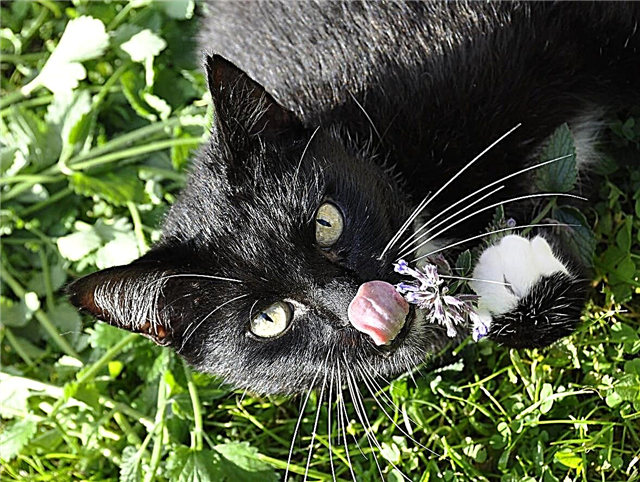 Plantar hierba gatera para gatos: cómo cultivar hierba gatera para uso de gatos