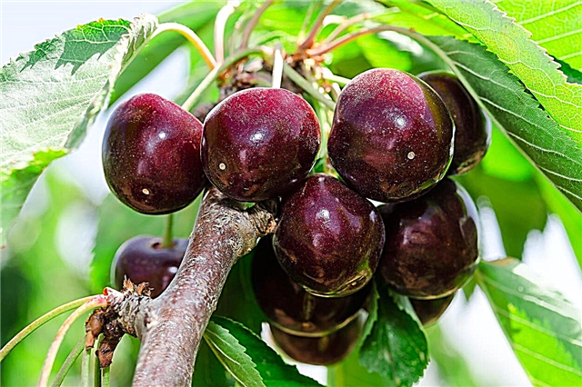 Cherry ‘Black Tartarian’ Info: How To Grow Black Tartarian Cherries