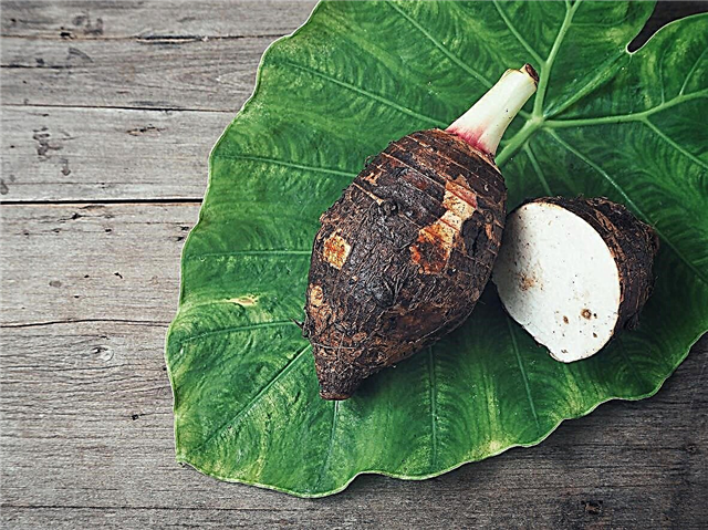 Pouvez-vous cultiver du taro dans un pot - Guide d'entretien du taro cultivé en conteneur