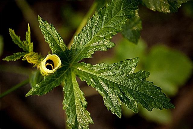 Folhas comestíveis de quiabo - você pode comer as folhas de quiabo