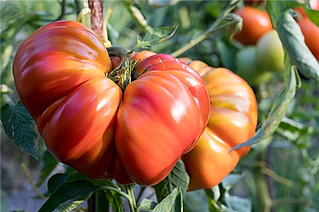 Plantas de tomate plissadas rosa Zapotec - Dicas para o cultivo de tomates Zapotec