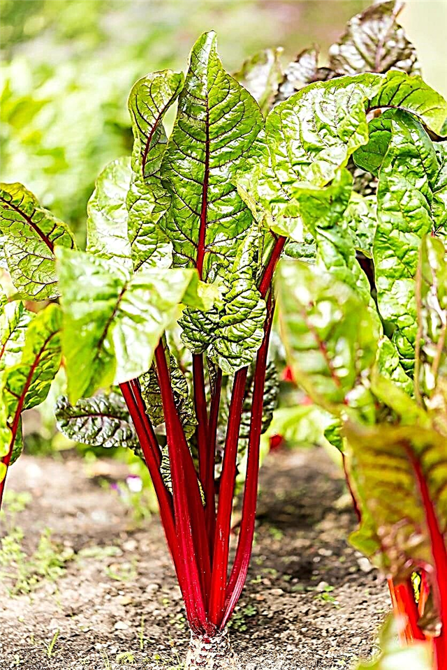 Crimson Cherry Rhubarb Info: Wie man Crimson Cherry Rhubarb Pflanzen anbaut