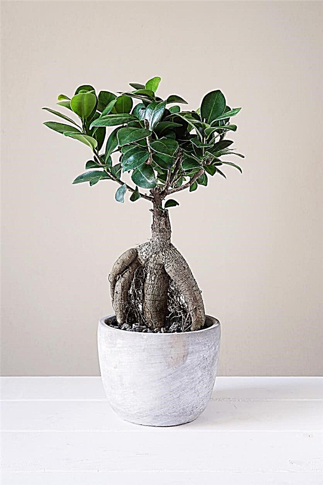 Ginseng Ficus Budama: Bir Ficus Ginseng Bonsai Ağacı Nasıl Büyür