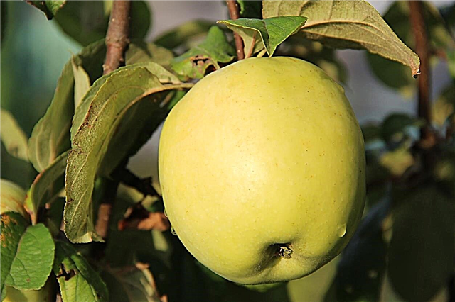Datos de la manzana Antonovka - Aprenda a cultivar manzanas Antonovka