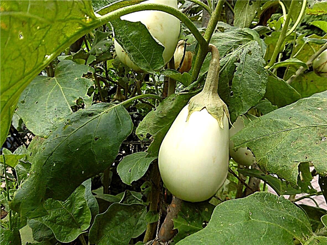 Informations sur l'aubergine Clara: Apprenez à cultiver des aubergines Clara