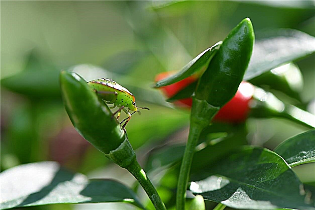 Προβλήματα με καυτερή πιπεριά - Κοινά παράσιτα και ασθένειες φυτών καυτής πιπεριάς