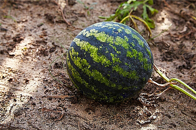 معلومات جديدة عن البطيخ الأوركيد: كيف تنمو البطيخ الأوركيد الجديد