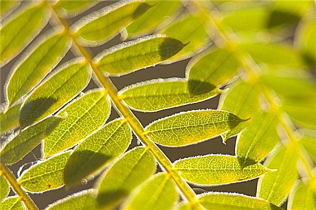Mon Jacaranda a des feuilles jaunes - Raisons du jaunissement des jacarandas