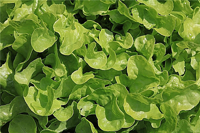 Emerald Oak Lettuce معلومات: تعرف على زراعة الخس الزمردي