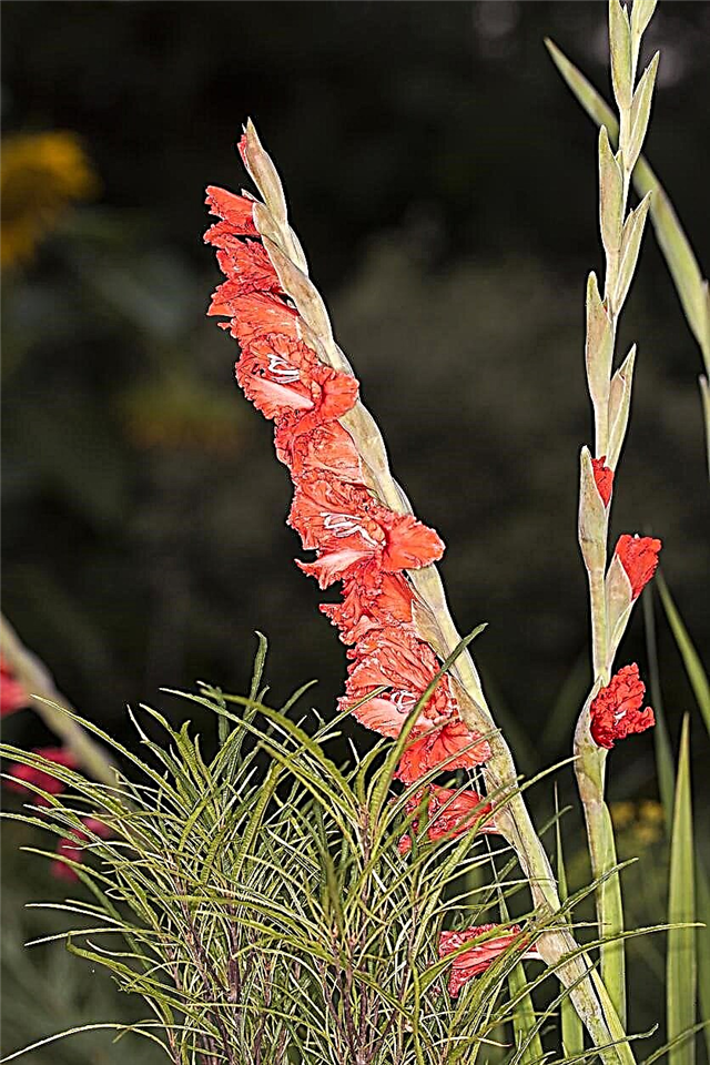 Är din gladiolus faller över - hur man placerar glas i trädgården