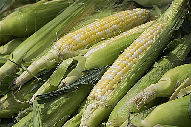 Diferentes tipos de maíz: variedades populares de plantas de maíz para cultivar