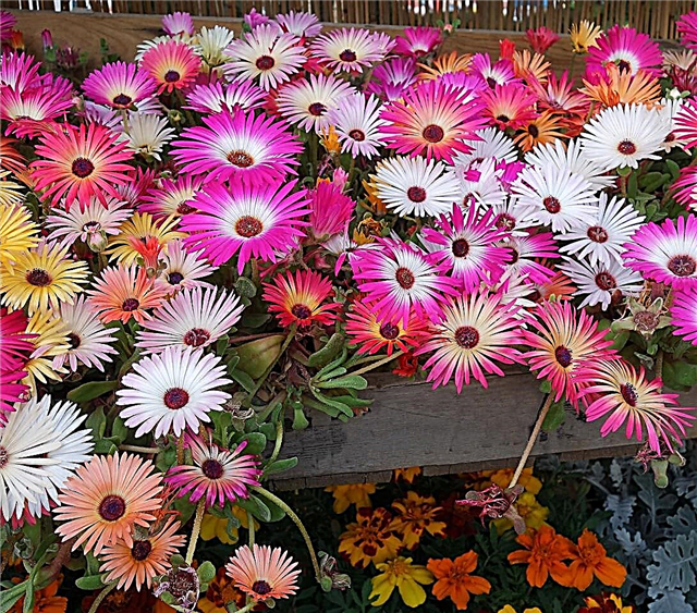 Mesembryanthemum Informații despre plante: Cum să crească flori Mesembryanthemum