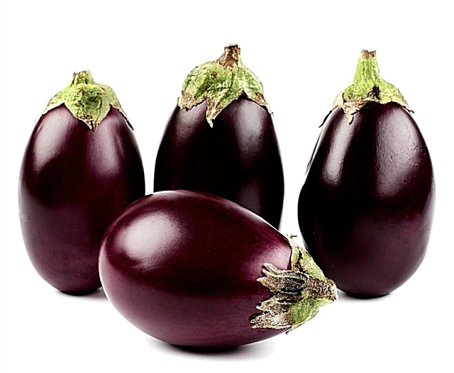 Ophelia Aubergine Info: Conseils pour faire pousser une aubergine Ophelia