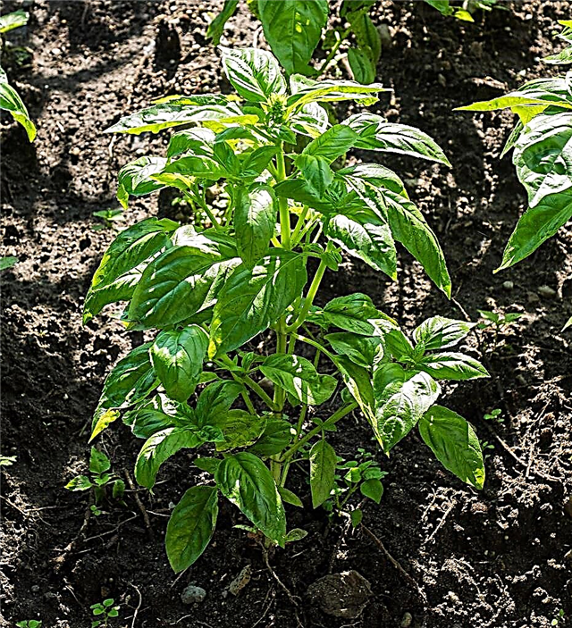 Salatblatt-Basilikum-Info: Wachsende Salatblatt-Basilikum-Pflanzen