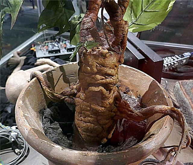 ประวัติ Mandrake - เรียนรู้เกี่ยวกับ Mandrake Plant Lore