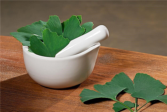 Uso de hojas de ginkgo: ¿son buenas las hojas de ginkgo?