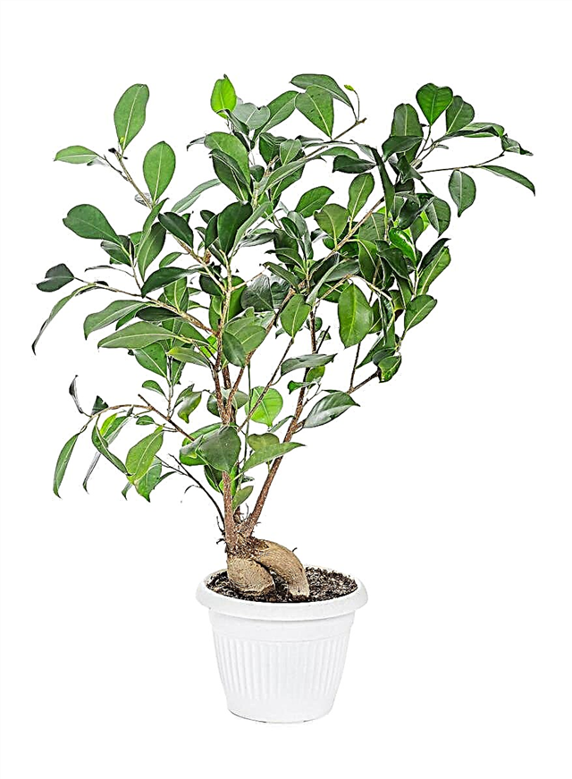 Ficus Ginseng Tree Info - Information om Ficus Ginseng Care inomhus