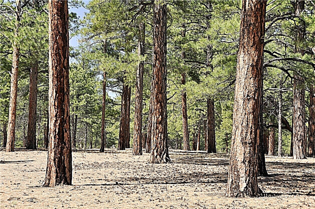 Varietas Pohon Pinus Umum: Pelajari Tentang Berbagai Jenis Pohon Pinus