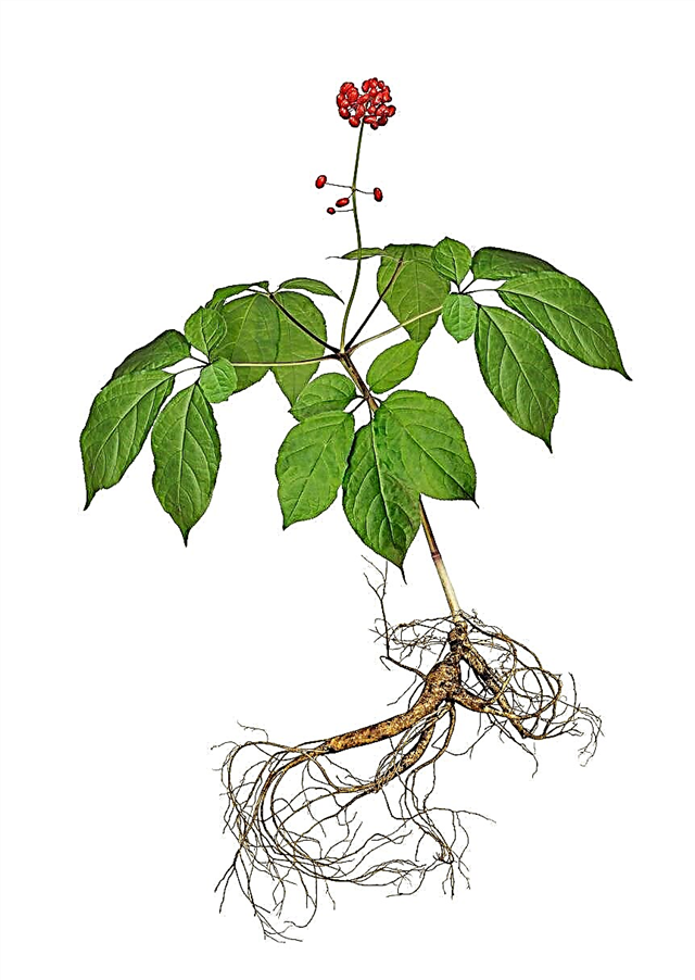 İş Ginseng Yenilebilir - Yenilebilir Ginseng Bitki Parçaları Hakkında Bilgi