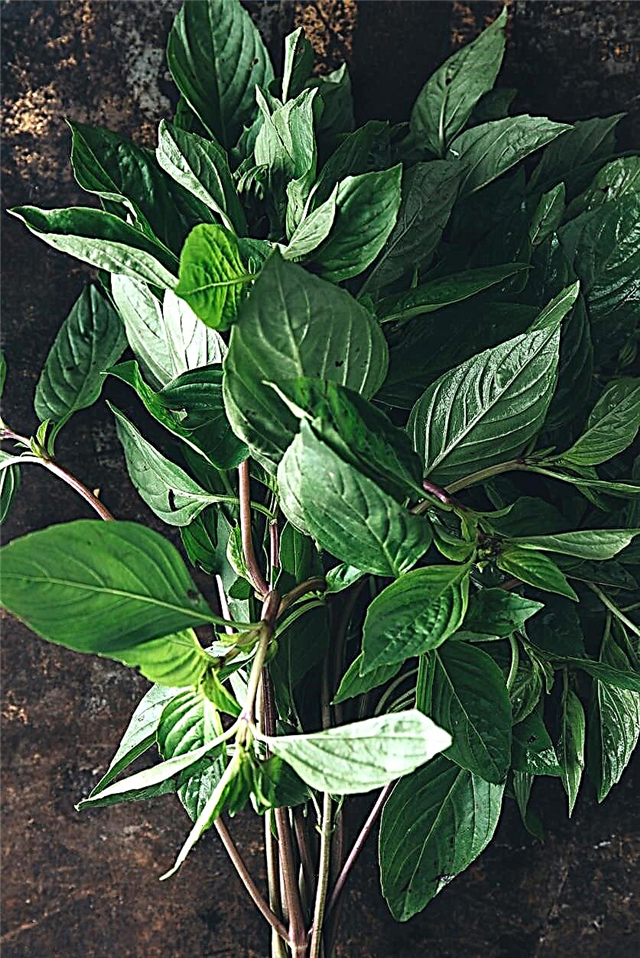 Lime Basil Herb Care - Aprenda a cultivar plantas de lima y albahaca