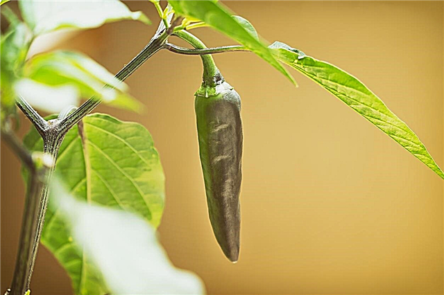 Paprika siseruumide hooldus: kuumade paprika taimede kasvatamine sees