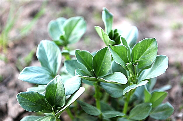 Wachsende Fava-Grüns: Essen der Spitzen von Saubohnen