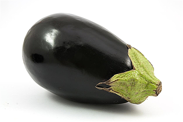 Qu'est-ce qu'une aubergine à cloche noire: Guide d'entretien de l'aubergine «cloche noire»