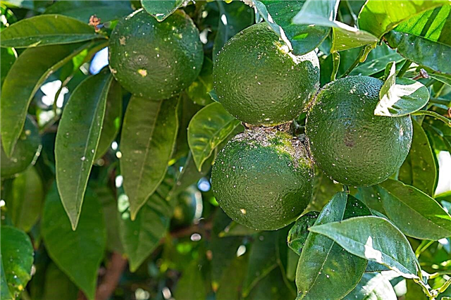 Citrus Scab Control: Vinkkejä Citrus Scab -taudin hoitamiseen