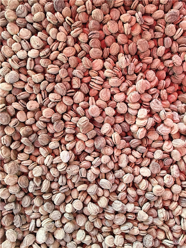 Propagation des graines de ginseng - Conseils pour cultiver du ginseng à partir de graines