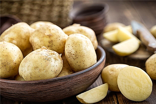Valge kartuli sordid - kasvavad kartulid, mis on valged