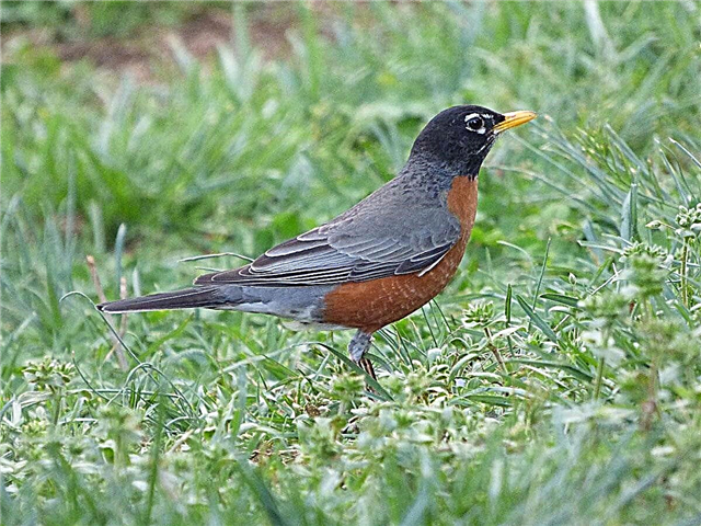 O que os Robins comem: Como atrair robins para o seu quintal ou jardim