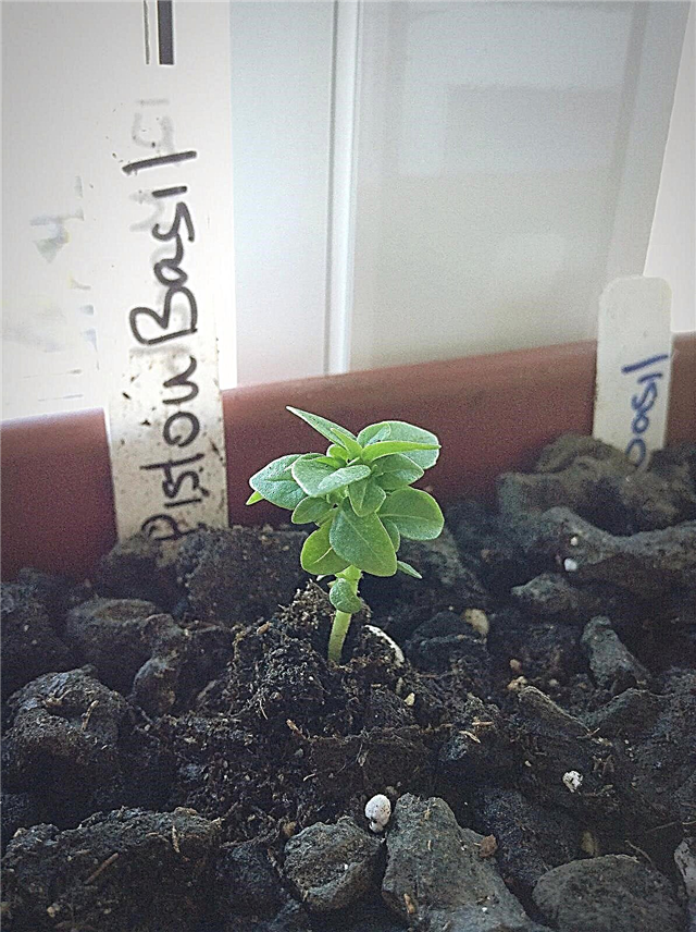 Pistou Basil Bilgileri - Pistou Basil Bitkilerini Nasıl Yetiştireceğinizi Öğrenin