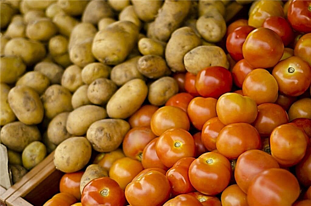 معلومات عن نبات الطماطم: زراعة نبات بطاطس مطعمة