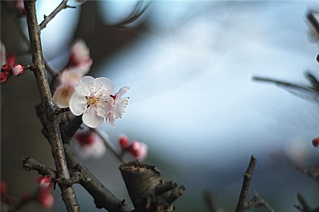 Cuidados com árvores de damasco japonesas: Como cultivar árvores de damasco japonesas