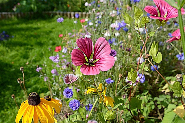 Schutz einheimischer Pflanzen vor Unkraut - So bekämpfen Sie einheimische Gartenunkräuter