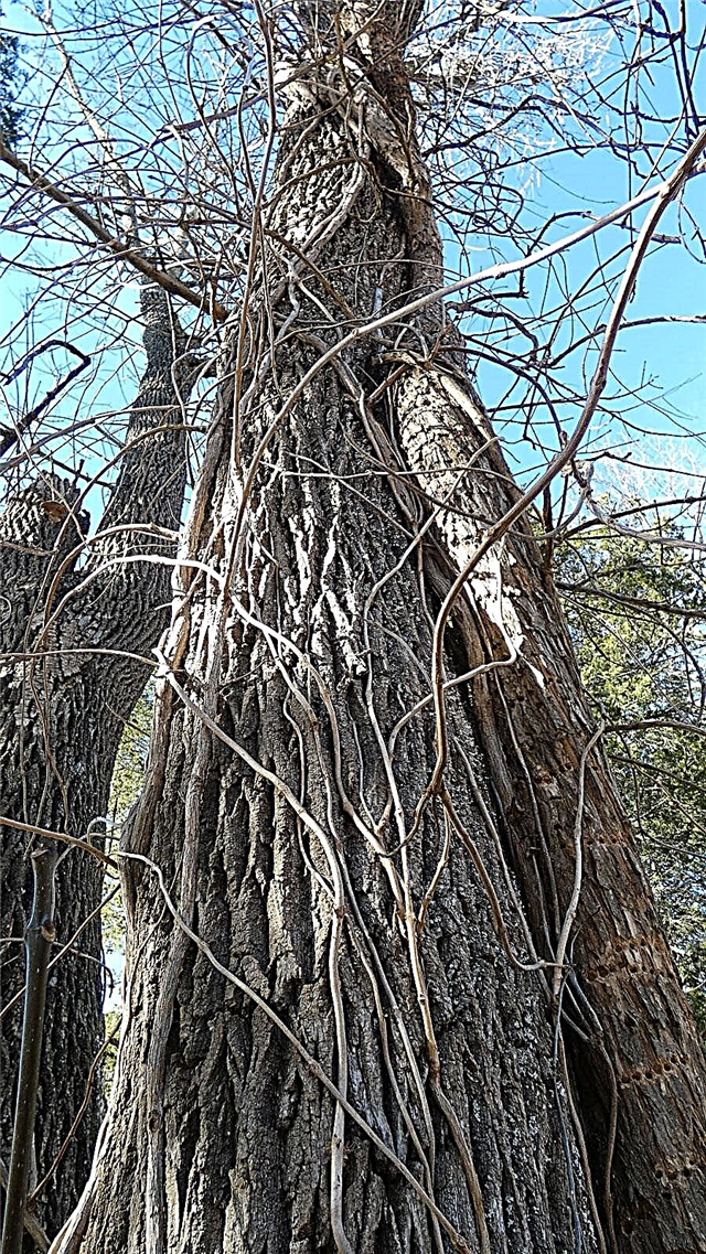 أضرار شجرة Campsis - كيفية إزالة الكروم البوق من الأشجار