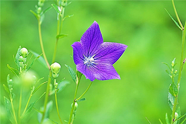 Оброблена квітка на повітряній кулі: поради щодо загибелі рослини з повітряної кулі