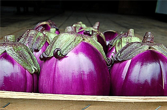 Gebruik en verzorging van Beatrice-aubergines: Beatrice-aubergines laten groeien