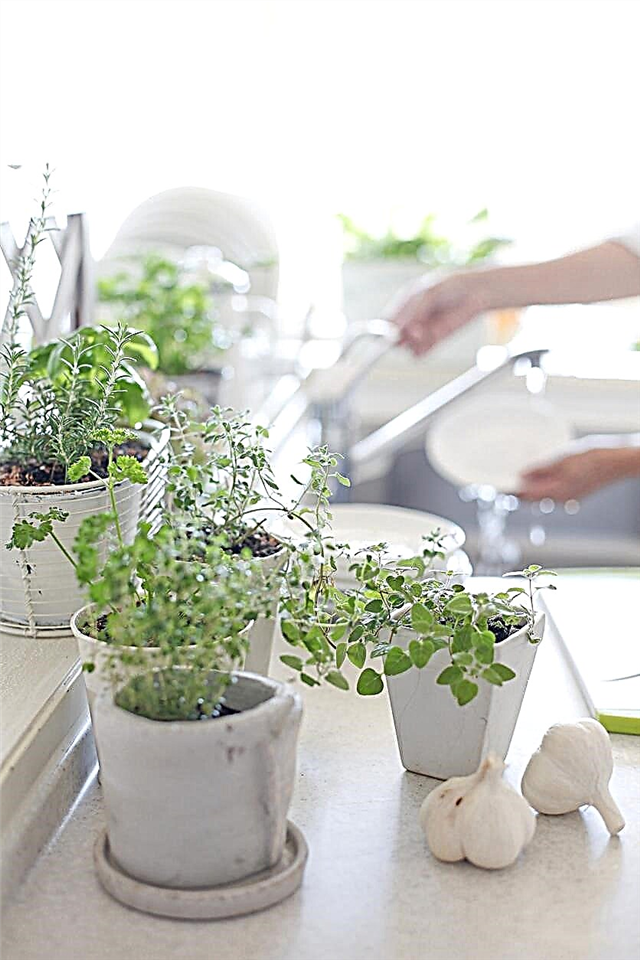 Ý tưởng vườn bàn: Tìm hiểu làm thế nào để làm vườn bàn